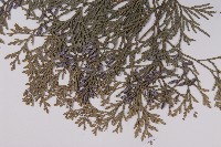 台灣肖楠藏品圖，第3張