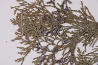 台灣肖楠藏品圖，第4張