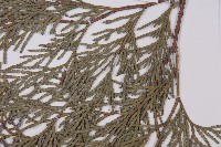 台灣肖楠藏品圖，第5張