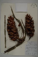 登錄號:G001059藏品圖，第1張