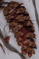 登錄號:G001059藏品圖，第3張