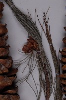 登錄號:G001059藏品圖，第4張