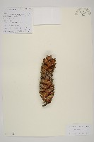 臺灣華山松藏品圖，第1張