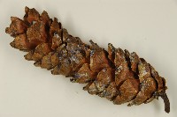 臺灣華山松藏品圖，第3張