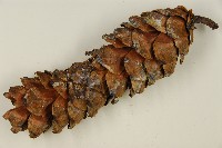 臺灣華山松藏品圖，第4張