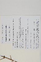 雲南鐵杉藏品圖，第2張