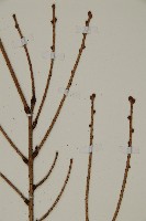 雲南鐵杉藏品圖，第3張