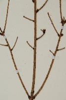 雲南鐵杉藏品圖，第4張