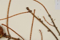 登錄號:G001062藏品圖，第4張