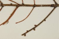 登錄號:G001062藏品圖，第5張