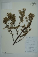 蒼山冷杉藏品圖，第1張