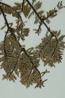 蒼山冷杉藏品圖，第3張