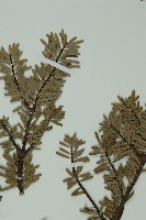 蒼山冷杉藏品圖，第4張