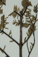 蒼山冷杉藏品圖，第5張