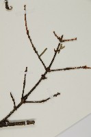 雲南鐵杉藏品圖，第4張