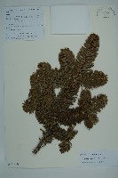 登錄號:G001066藏品圖，第1張