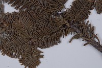 登錄號:G001066藏品圖，第3張