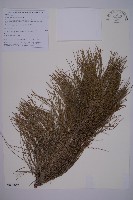 雲南松藏品圖，第1張