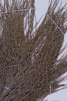 雲南松藏品圖，第3張