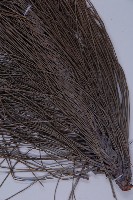 雲南松藏品圖，第4張