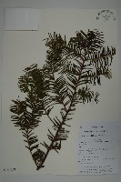 雲南紅豆杉藏品圖，第1張