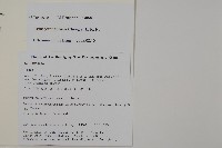 雲南紅豆杉藏品圖，第2張