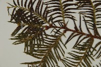 雲南紅豆杉藏品圖，第3張