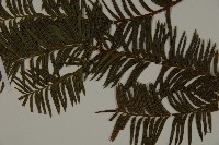 雲南紅豆杉藏品圖，第4張