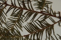 雲南紅豆杉藏品圖，第5張