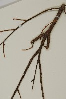 雲南鐵杉藏品圖，第3張