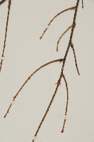 雲南鐵杉藏品圖，第4張