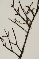 雲南鐵杉藏品圖，第3張