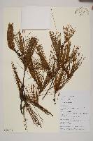 臺灣華山松藏品圖，第1張