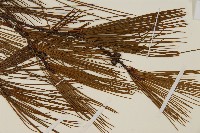 臺灣華山松藏品圖，第3張