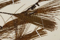 臺灣華山松藏品圖，第4張