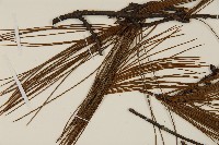 臺灣華山松藏品圖，第5張