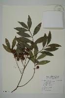 竹柏藏品圖，第1張