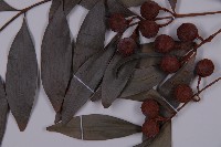 竹柏藏品圖，第3張