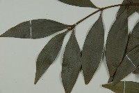 竹柏藏品圖，第4張