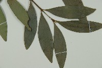 竹柏藏品圖，第5張