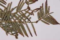 臺灣粗榧、台灣三尖杉藏品圖，第3張