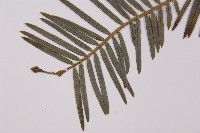 臺灣粗榧、台灣三尖杉藏品圖，第5張