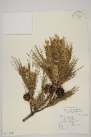 琉球松藏品圖，第1張