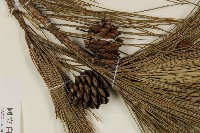 琉球松藏品圖，第3張