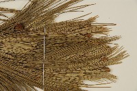 琉球松藏品圖，第4張