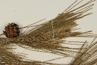 琉球松藏品圖，第5張