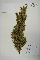 清水圓柏藏品圖，第1張