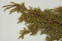清水圓柏藏品圖，第3張