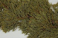 清水圓柏藏品圖，第4張