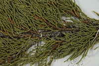 清水圓柏藏品圖，第5張
